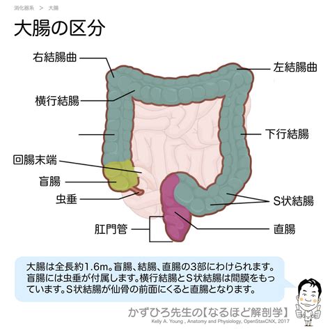 大腸 方向|大腸の位置を解剖図で解説！大腸の機能と働きについて